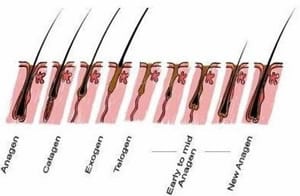 crecimiento pelo piernas