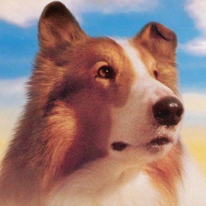 lassie-fue-el-primer-perro-en-tener-seguri-medico