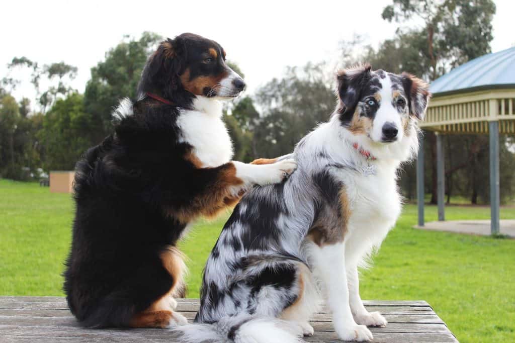 Una breve historia de los seguros para mascotas