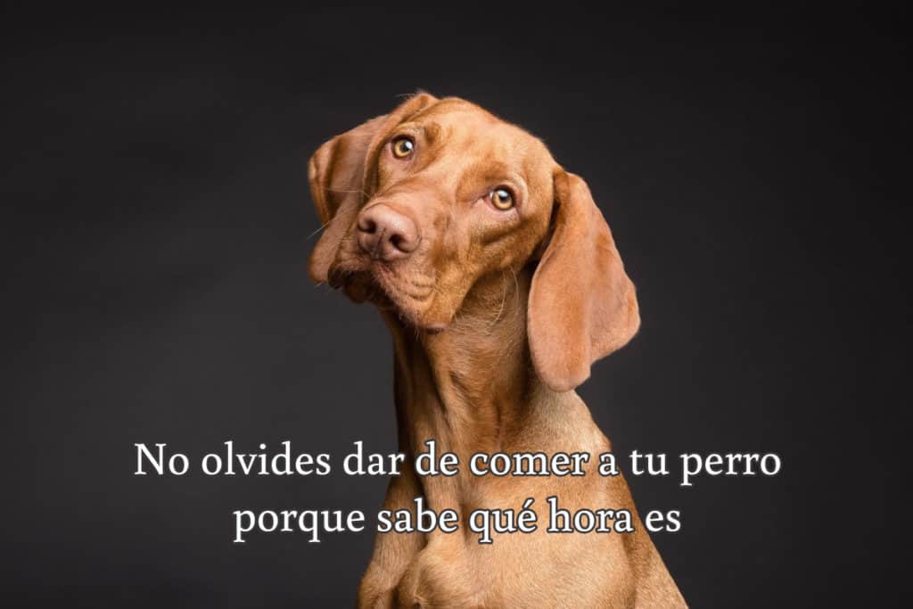 No olvides dar de comer a tu perro porque sabe qué hora es