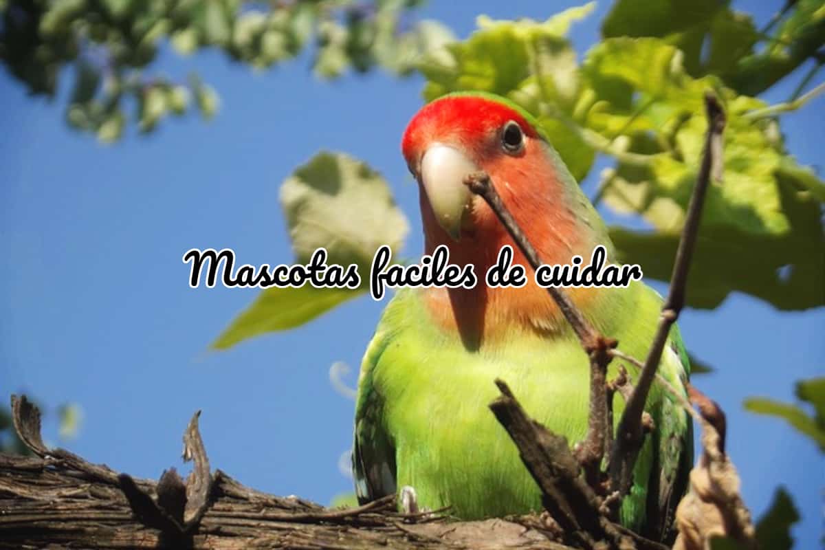 mascotas faciles de cuidar