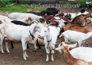 Qué comen las cabras