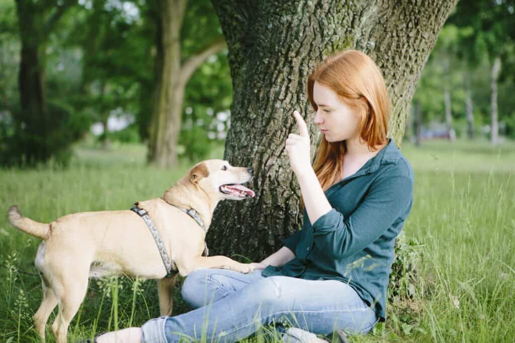 Cómo educar a un perro