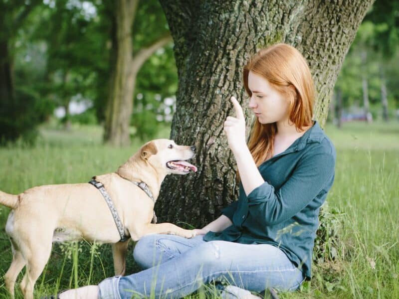 Cómo educar a un perro