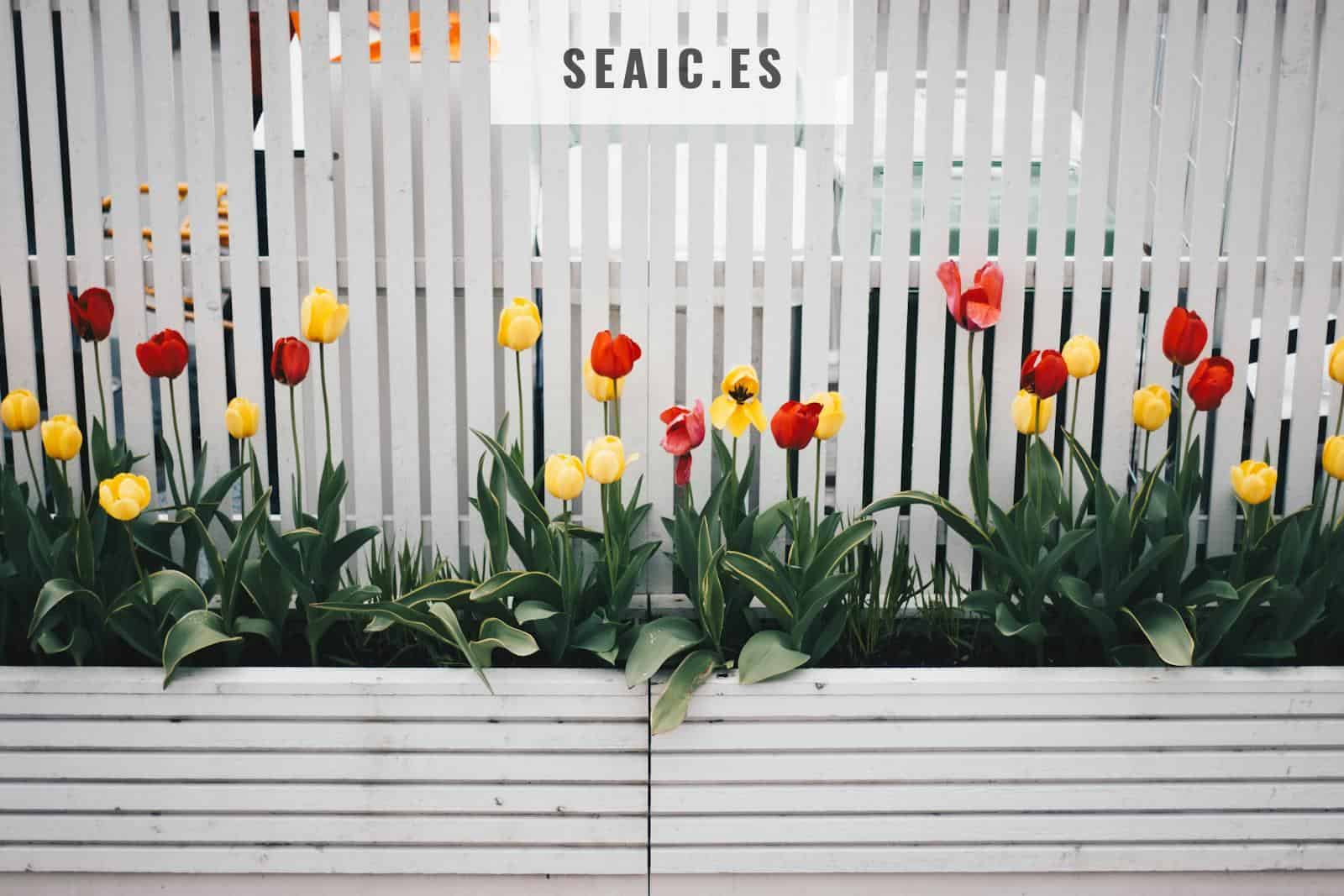 Yellow And Red Tulip Flower Plant Beside White Fence