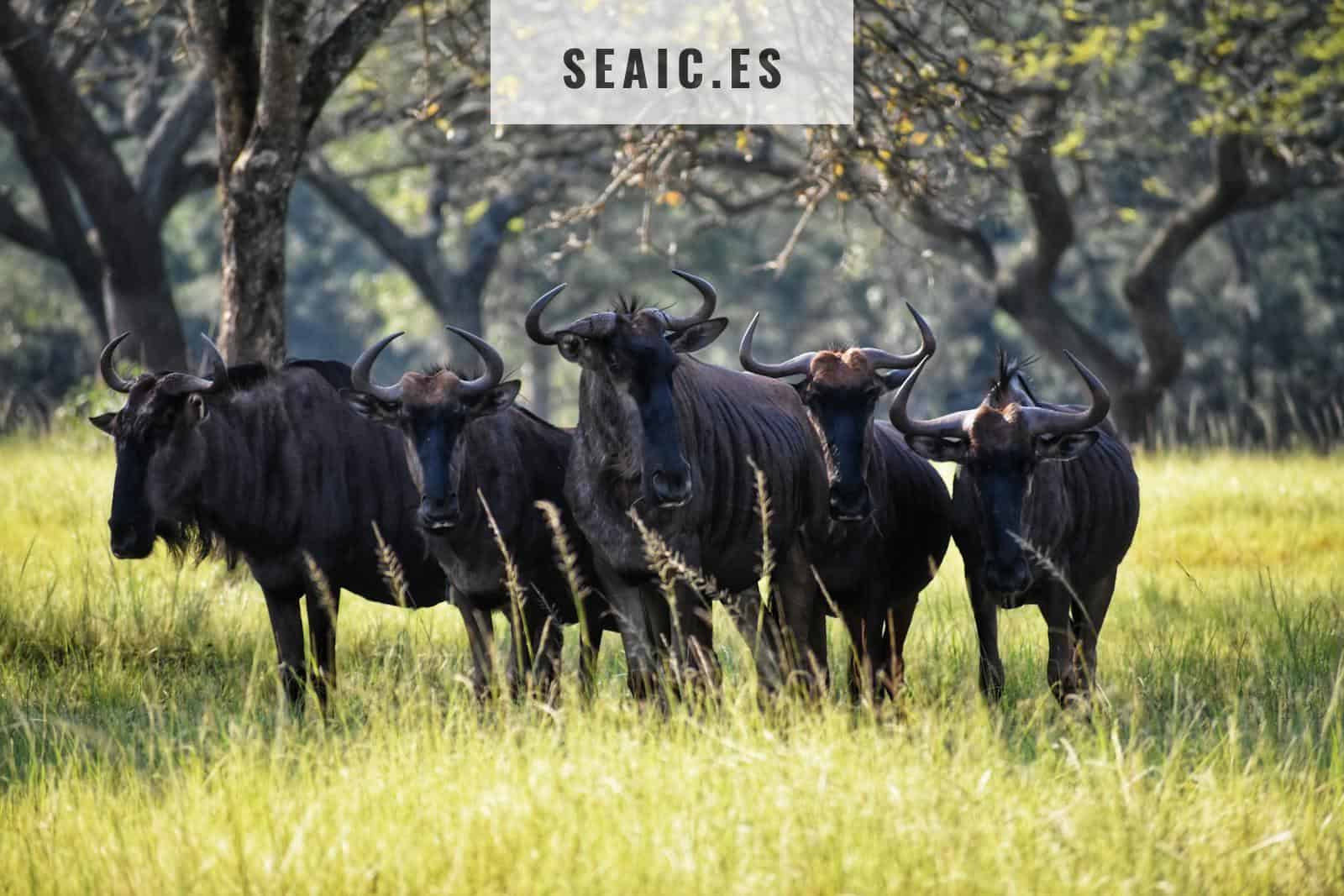 Photography of Group of Black Ox