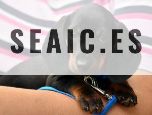 dachshund, puppy, pet