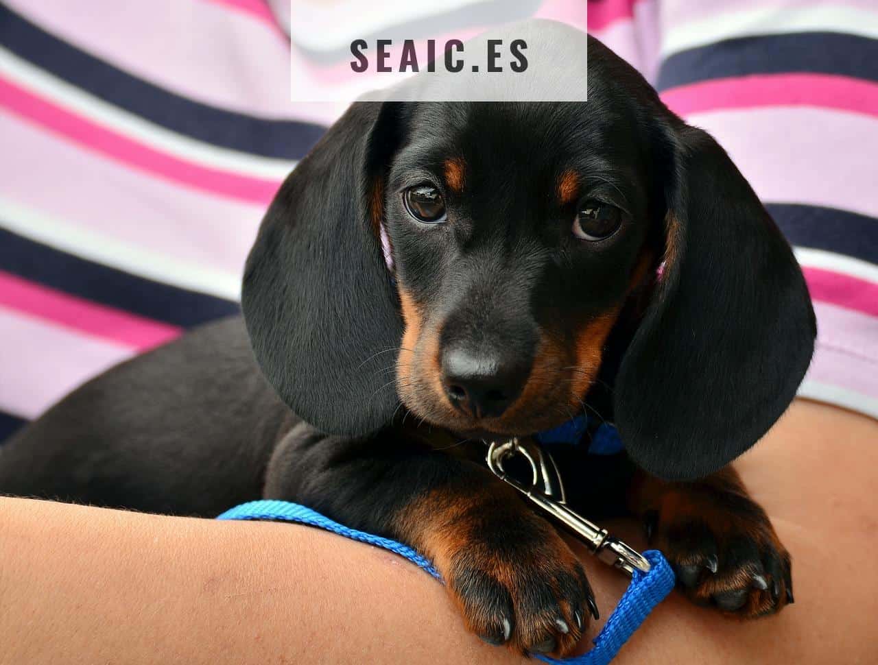 dachshund, puppy, pet