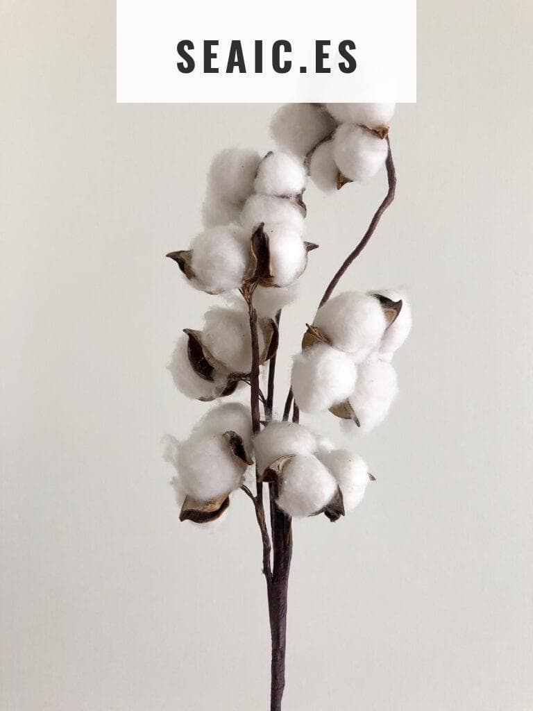 white moth orchids in bloom