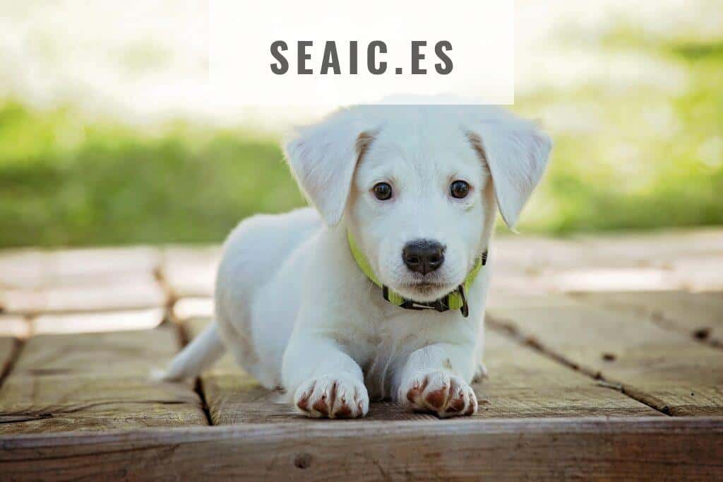 Marcas emergentes que están cambiando la forma de alimentar a nuestras mascotas