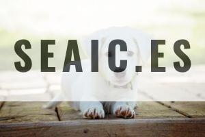 Marcas emergentes que están cambiando la forma de alimentar a nuestras mascotas